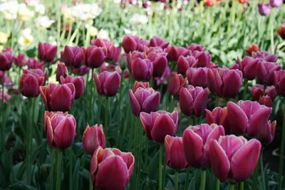 Крупнейшие тюльпаны и другие виды Tulipa L., фото