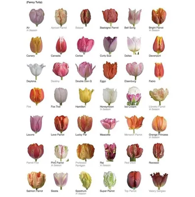 Тюльпаны названия сорта виды разные tylip tulips | Тюльпаны, Цветы,  Садоводство