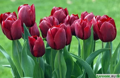 25 Розовых тюльпанов сорта Милкшейк в упаковке - купить с доставкой в  Иркутске