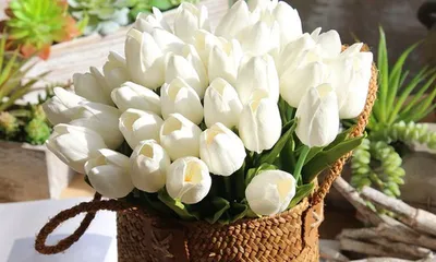 Виды и сорта садовых тюльпанов - YouTube