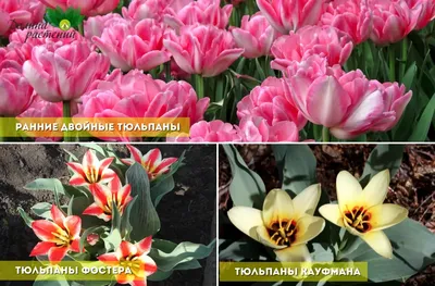 8 сортов тюльпанов, которые украсят ваш дом | Садовита – дачная находка! |  Дзен