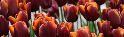 Пионовидные тюльпаны – фото и описания 10 лучших сортов | В цветнике  (Огород.ru)