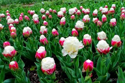 ТОП-10 Самые необычные сорта тюльпанов | Интернет-магазин садовых растений