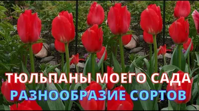 19 Тюльпанов в крафте сорта Санбелт - купить с доставкой в Иркутске