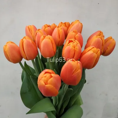 Какие бывают тюльпаны – обычные и необычные, сорта и формы, описание на  картинке | Тюльпаны, Растения, Комнатные растения