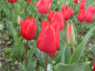 Какие бывают тюльпаны: виды, описания, использование в букетах