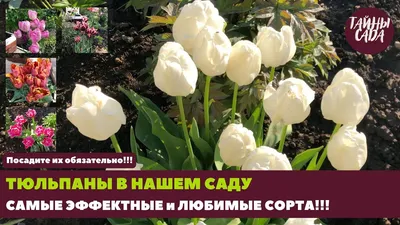 Красивейшие сорта тюльпанов селекции Дарвина | Интернет-магазин садовых  растений