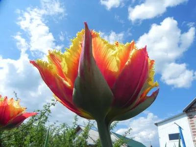 Голландские пионовидные тюльпаны оптом на 8 марта 2024 - Arcus Flowers