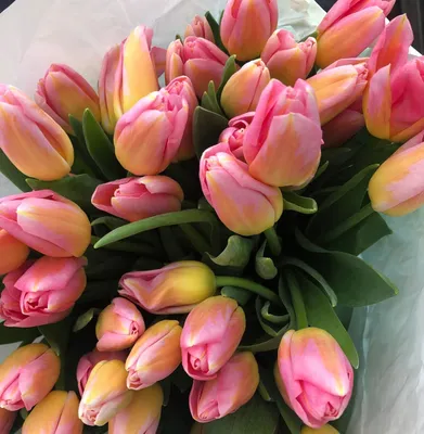 На Кубани к 8 марта вырастили уникальные сорта тюльпанов - Российская газета