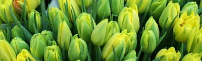 Новые сорта тюльпанов и нарциссов