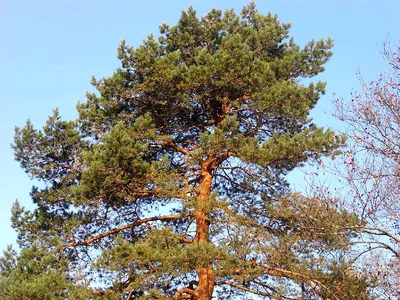 Как цветет сосна обыкновенная (Pinus sylvestris) - Природа Республики  Мордовия