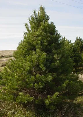 Купить Сосна обыкновенная Extra 'Pinus sylvestris' напрямую из питомника  растений