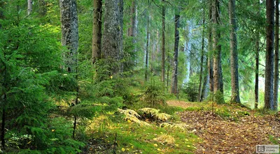 Сосновый лес | Пикабу