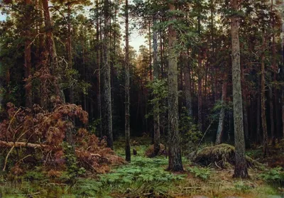 Темный сосновый лес - 80 фото