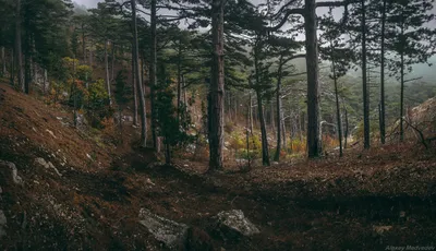 Больше 100 000 бесплатных фотографий на тему «Сосновый Лес» и «»Лес -  Pixabay