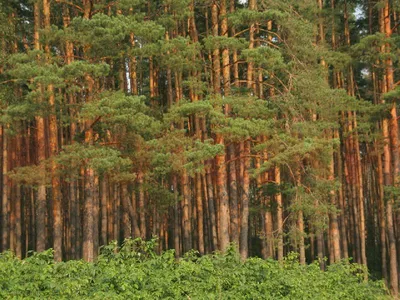 Файл:Сосновый лес в районе Песочина..jpg — Википедия