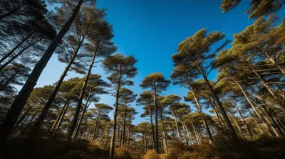 Фотообои Сосновый лес 3д купить в Оренбурге, Арт. 7-305 в  интернет-магазине, цены в Мастерфресок