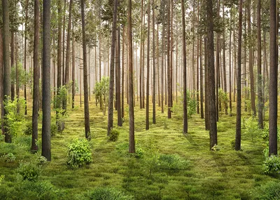 Картина на холсте Иван Шишкин \"Сосновый лес\"