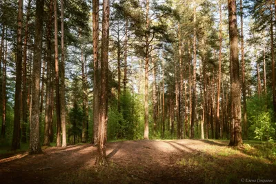 Сосновый лес (141 фото) - 141 фото