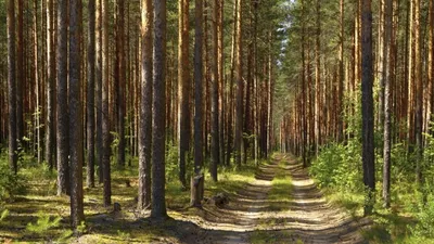 Рисунок Сосновый лес №166098 - «Природа родного края!» (07.01.2024 - 10:50)