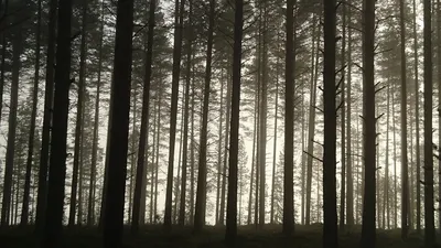 Сосновый лес в горах (53 фото) - 53 фото