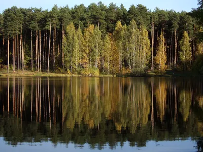Красивый сосновый лес с гигантскими …» — создано в Шедевруме