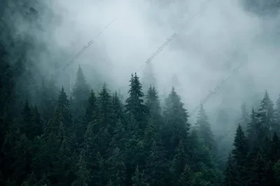 Снежный Сосновый лес (48 фото) - 48 фото