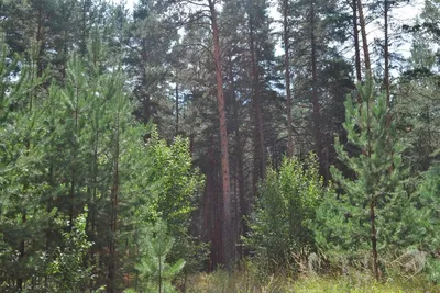сосновый лес в англии стоковое изображение. изображение насчитывающей прямо  - 225672615