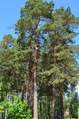 Сосна – дерево и древесина – Pinus spp. / характеристики – Сосна  обыкновенная (Pinus sylvestris)
