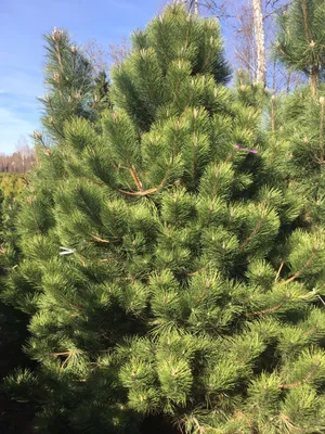 Сосна черная 🌲 по лучшей цене 39000 руб. в Москве - купить саженцы Pinus  Nigra в питомнике «Зеленый Рай»