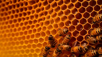 Дом нужен всем. Как пчелы строят соты | Пчелиное дело | Дзен