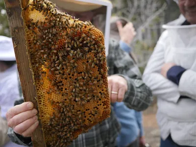 Пчелиные соты – золотой запас пчеловода | Самарский пчеловод | Дзен