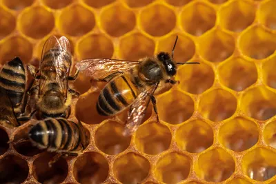 Соты пчелы с медом стоковое фото. изображение насчитывающей ферма - 46298648