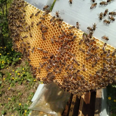 Почему пчелы строят шестиугольные соты - Hi-Tech Mail.ru