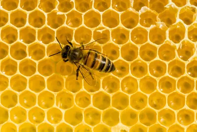 Почему пчелы строят шестиугольные соты? - Вокруг Света
