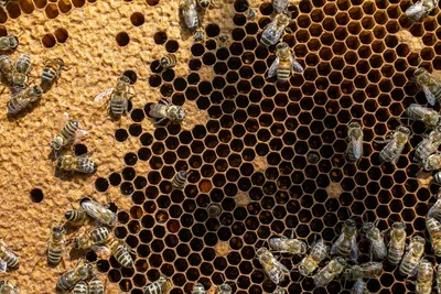 Пчёлы , пчелиные соты, язык пчёл | Пчелиные соты, Пчела, Пчеловодство