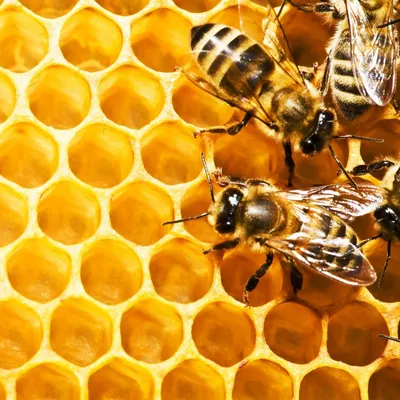 Пчела и соты иллюстрации, Мед пчелы Мед пчелы Соты, пчелы и мед, cdr,  баночка меда, инкапсулированный PostScript png | PNGWing