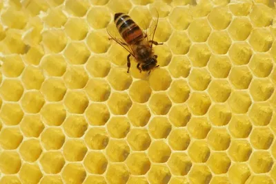 Пчёлы-инженеры: почему соты шестиугольной формы | Даня, подскажи | Дзен