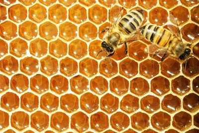 Пчелиные соты, пчелы, медоносная пчела, логотип, насекомые png | Klipartz