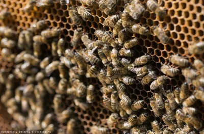 Почему пчелы строят соты шестиугольной формы? - Имрей Ноам