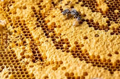 Пчелы на сотах | Премиум Фото