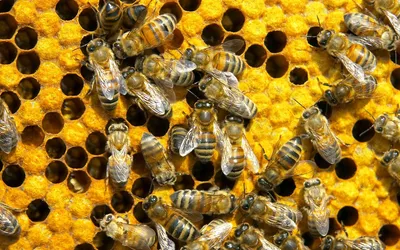Пчелиный фон (63 фото)
