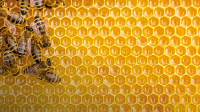Почему пчелы строят шестигранные соты и когда создаются соты неправильной  формы? / Оффтопик / iXBT Live