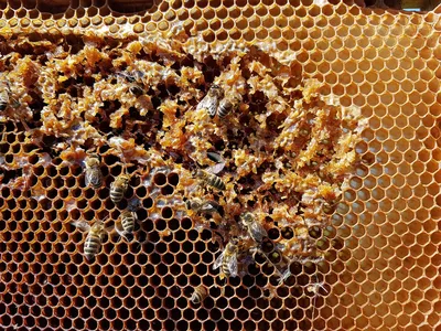 Соты пчелы | Премиум Фото