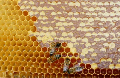 Скачать обои макро, насекомые, соты, пчелы, мед разрешение 480x272 #86884