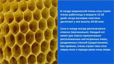 Фотография Пчелы Пчелиные соты животное