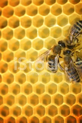 Картинки оса, мед, соты, пчела - обои 1366x768, картинка №4333
