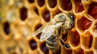 Фото Пчелы насекомое Мед Пчелиные соты Животные 2560x1666