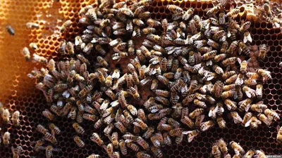 Зачем пчелы строят соты разного размера – ответ ученых