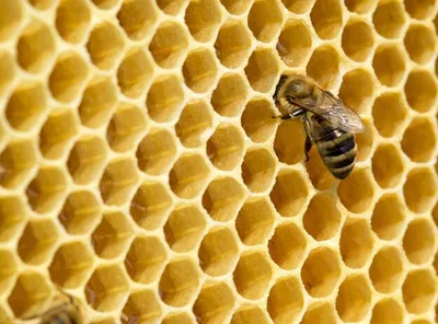 Пчелы, соты и капли меда, набор бесшовных узоров, вектор Stock-Vektorgrafik  | Adobe Stock